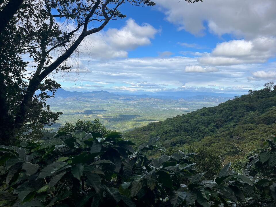 Hojas de café en primer plano y, al fondo, un valle bajo las nubes.