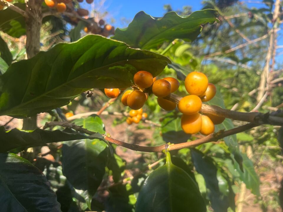 Cerezas de café amarillas y maduras en una rama, entre hojas de un verde oscuro.