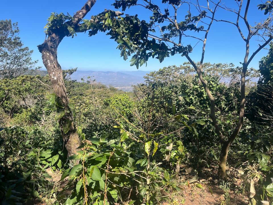 Árboles de sombra sobre una vegetación densa; a la izquierda, colinas a lo lejos.