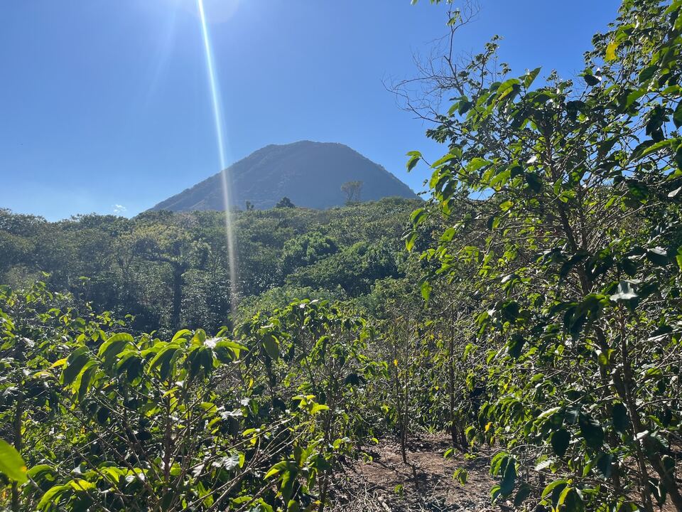 Cafetos en primer plano y, detrás, el cono de un volcán contra un cielo despejado.