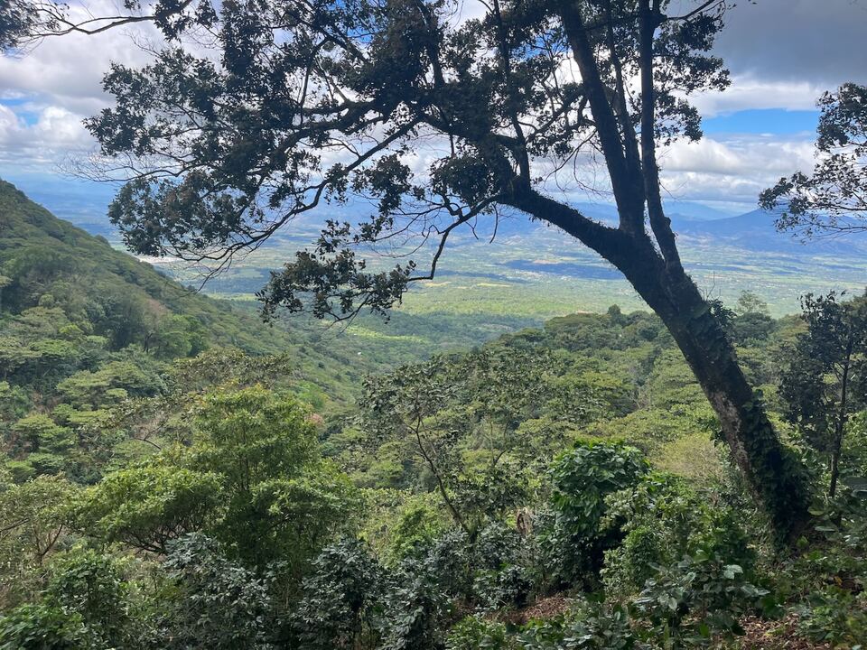 Vista desde una ladera arbolada sobre un amplio valle, con un gran árbol en primer plano.