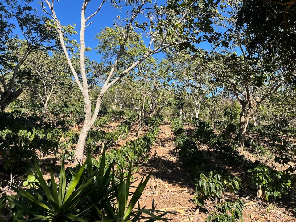 Hileras de cafetos jóvenes bajo árboles de sombra altos y delgados.